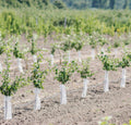 A Garden Of 10 Trees With Personalized Certificate