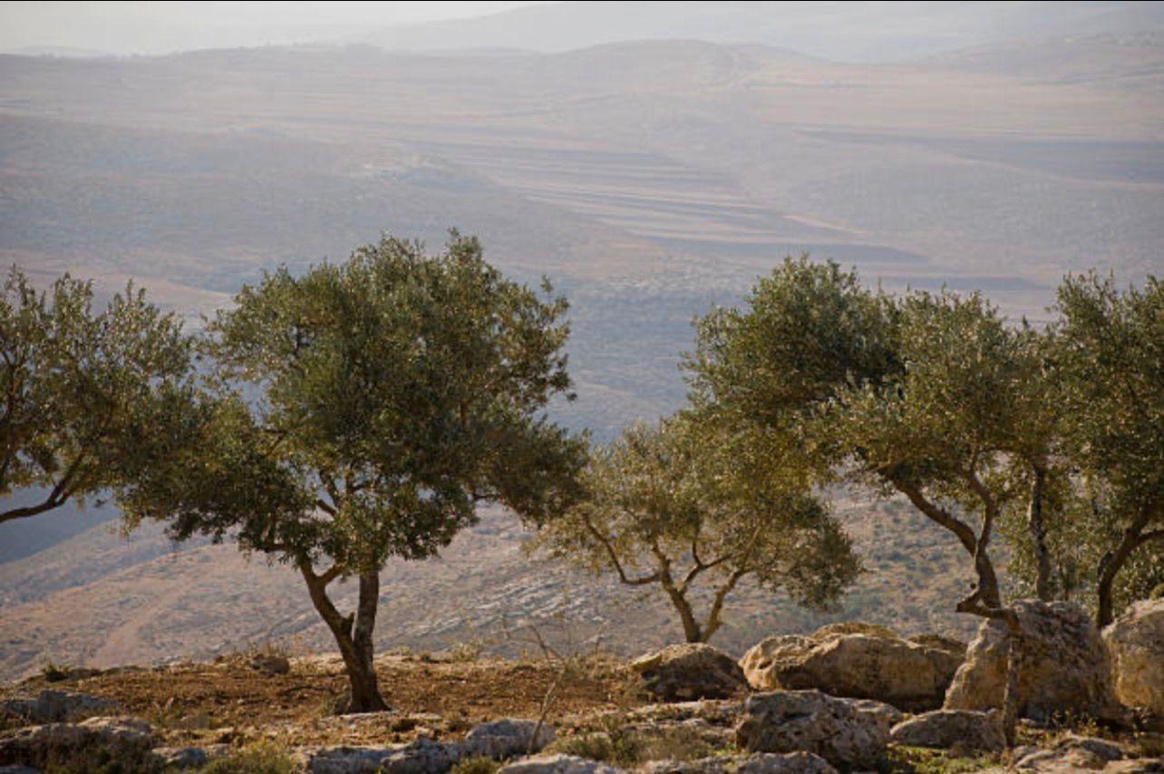 A Ring Of Three Trees With Personalized Certificate